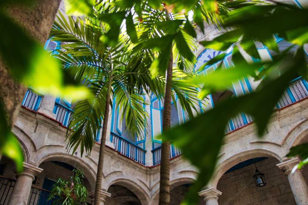 Palm trees in a beautiful courtyard